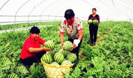 吃瓜最新事件爆料临夏,揭秘吃瓜群众最新爆料背后的真相